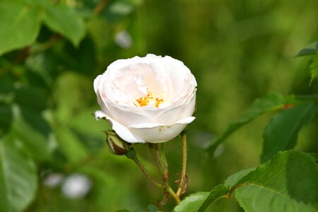 White rose rosebush petals