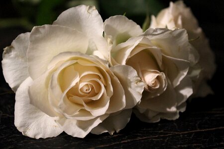 White roses white wedding