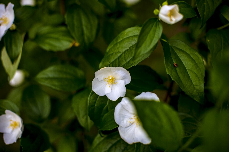 Beautiful flower flower nature