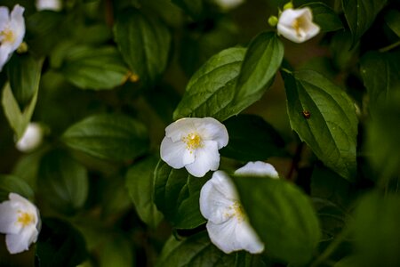 Beautiful flower flower nature