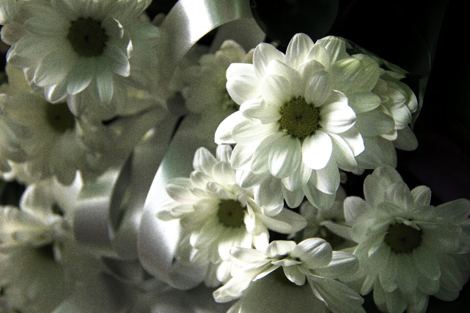 Flowers beautiful flowers composition