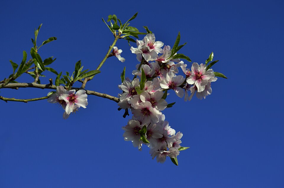 Flowering flowers spring
