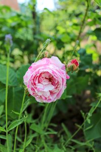 Flower rose flower nature