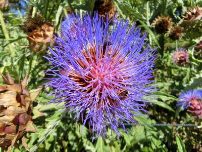 Artichoke flower vegetables