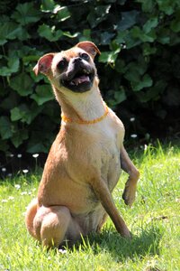 Cute pet small dog