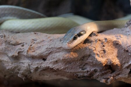 Zoo reptile exotic