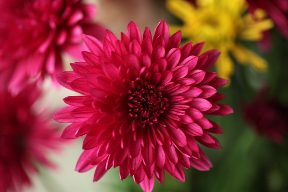 Floral blossom flora