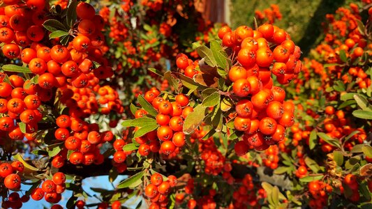 Nature green orange