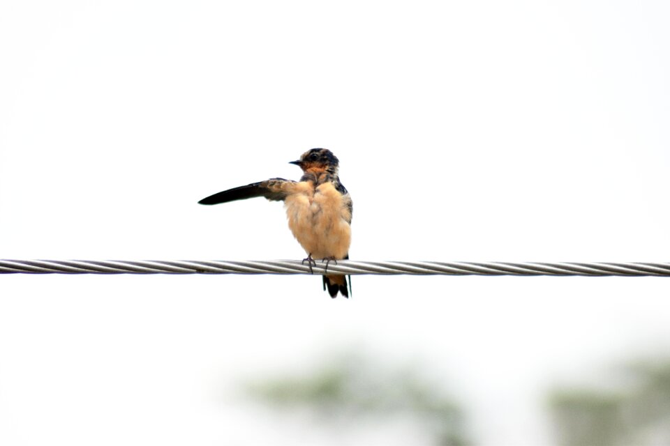 Migration birds hyip