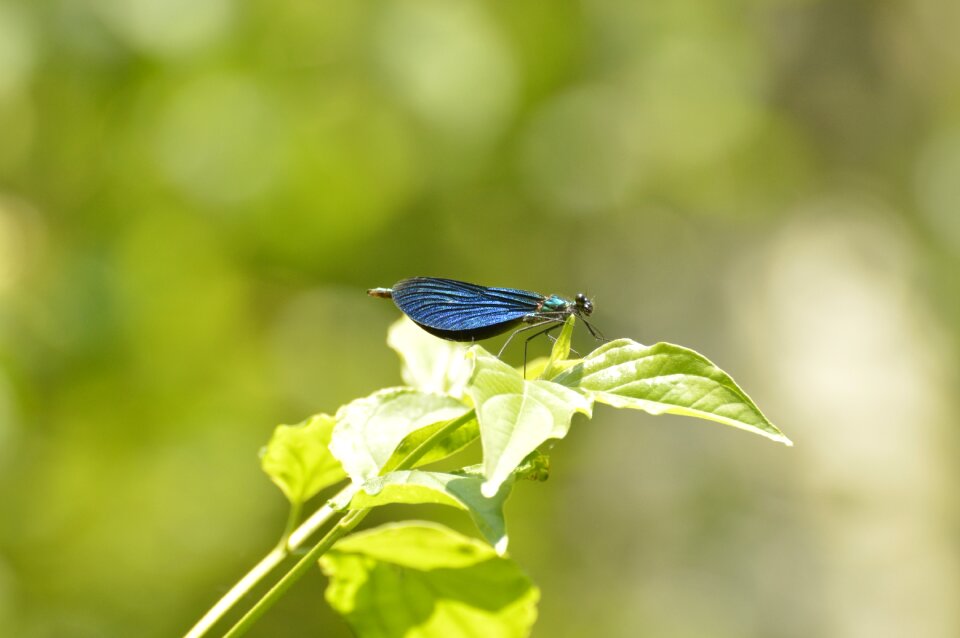 Macro insect blue dragonfly photo