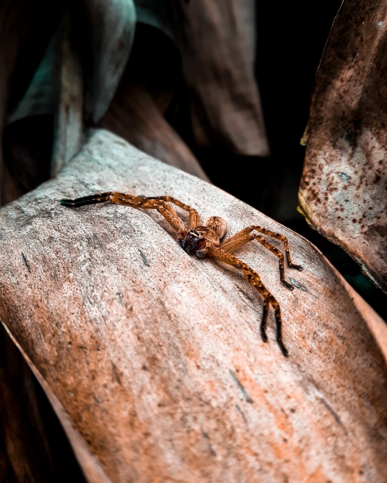 Nature animal exotico