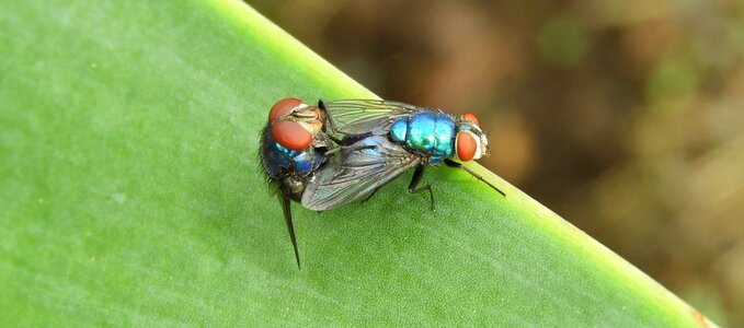 Macro insects flies
