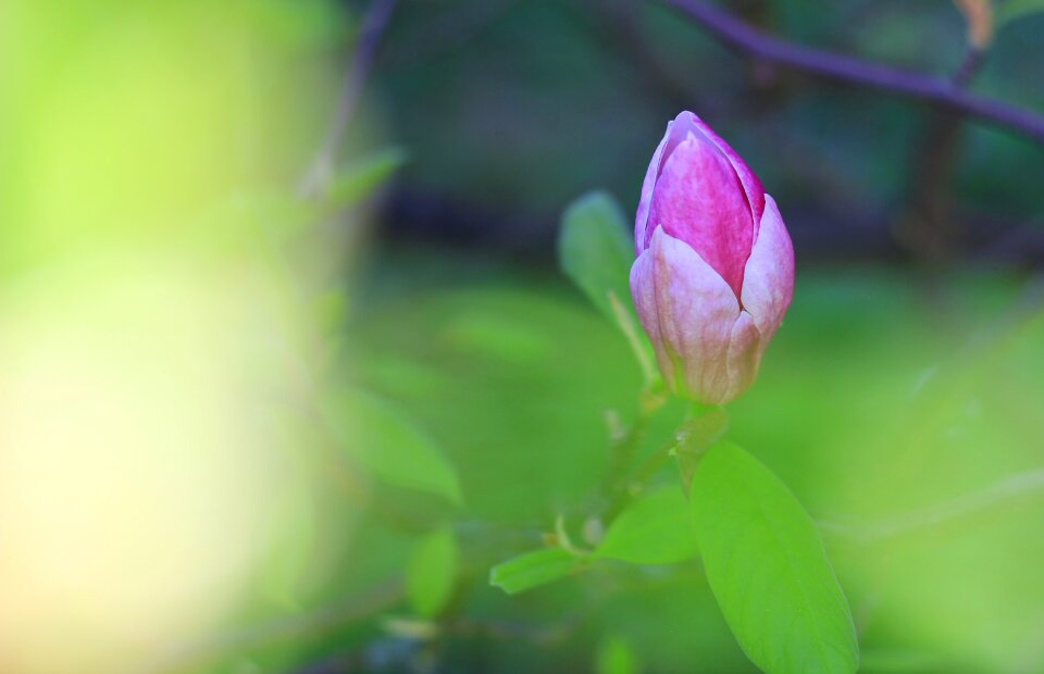 Spring colors pink photo