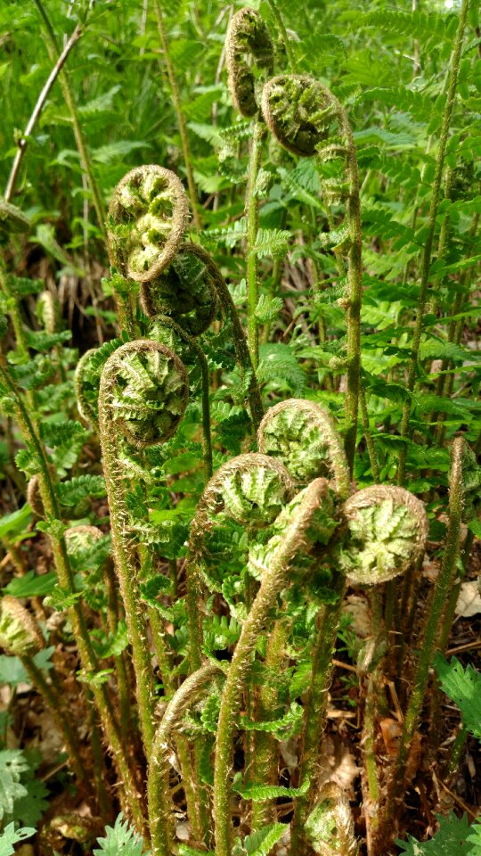 Nature plant floral