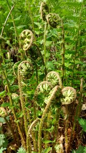 Nature plant floral photo