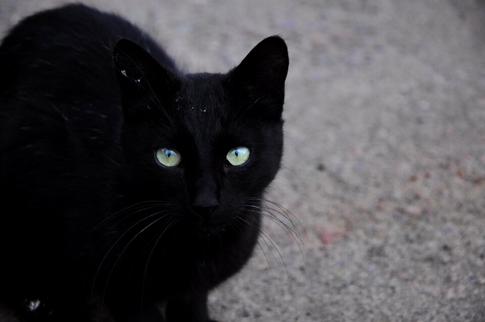 Black black cat animal pictures