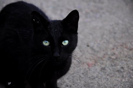 Black black cat animal pictures photo