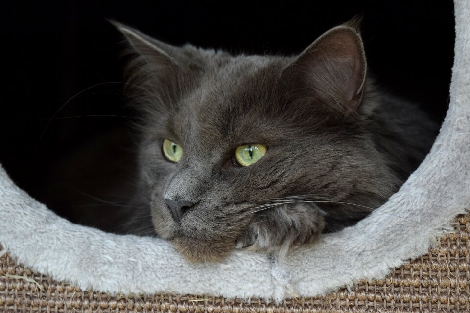 Beauty animal quiet