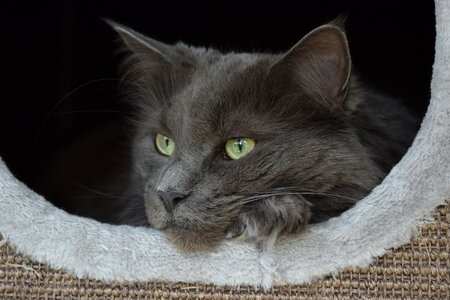 Beauty animal quiet