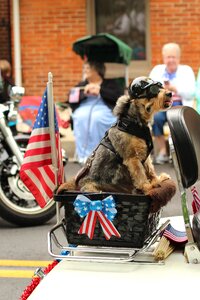 Motorcycle celebration pet photo