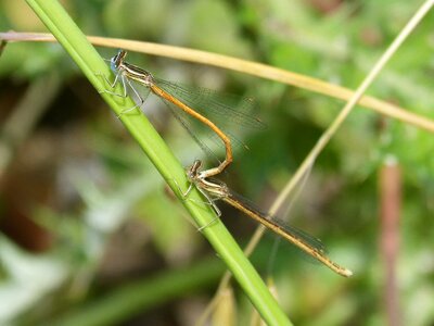 Insects mating copulation sympecma fusca photo