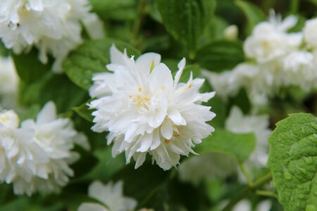 White flower white petals spring-flowering photo