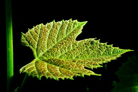 Grapes nature spring
