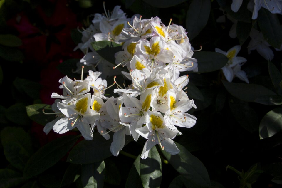 Bloom nature flower garden