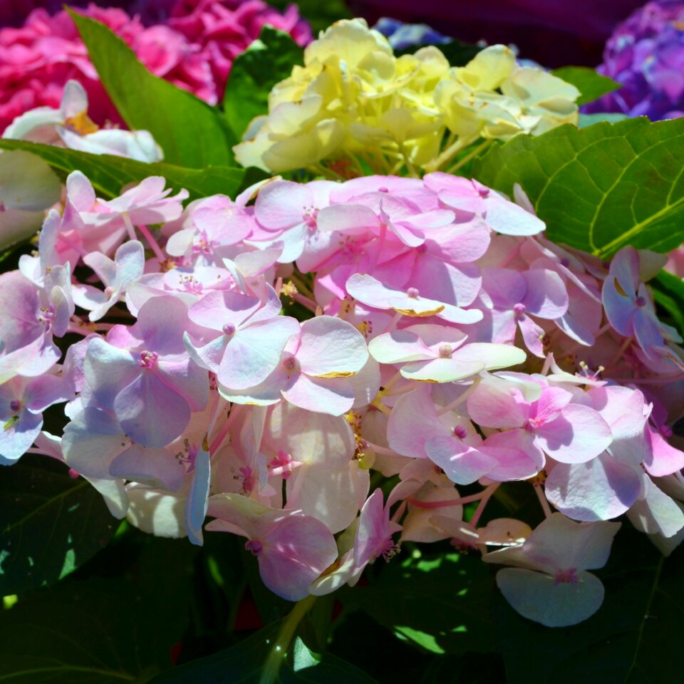 White flower bush