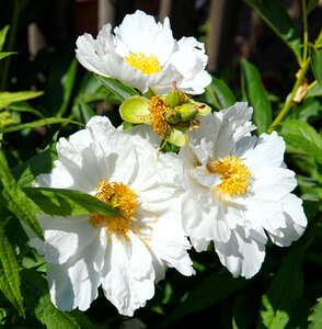 White blossom bloom