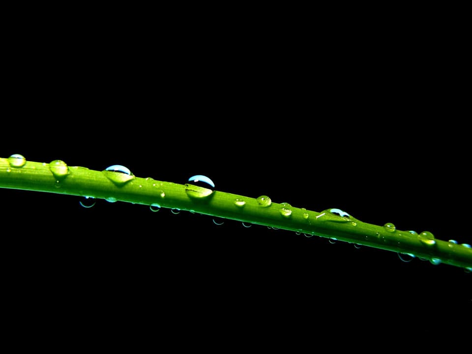 Water plant natural