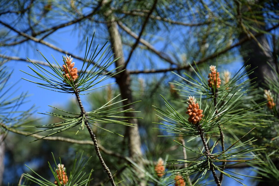 Spring trunk flowering
