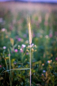 Grass grasses nature photo