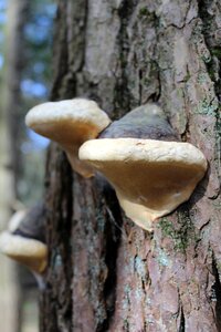 Fungus growth forest