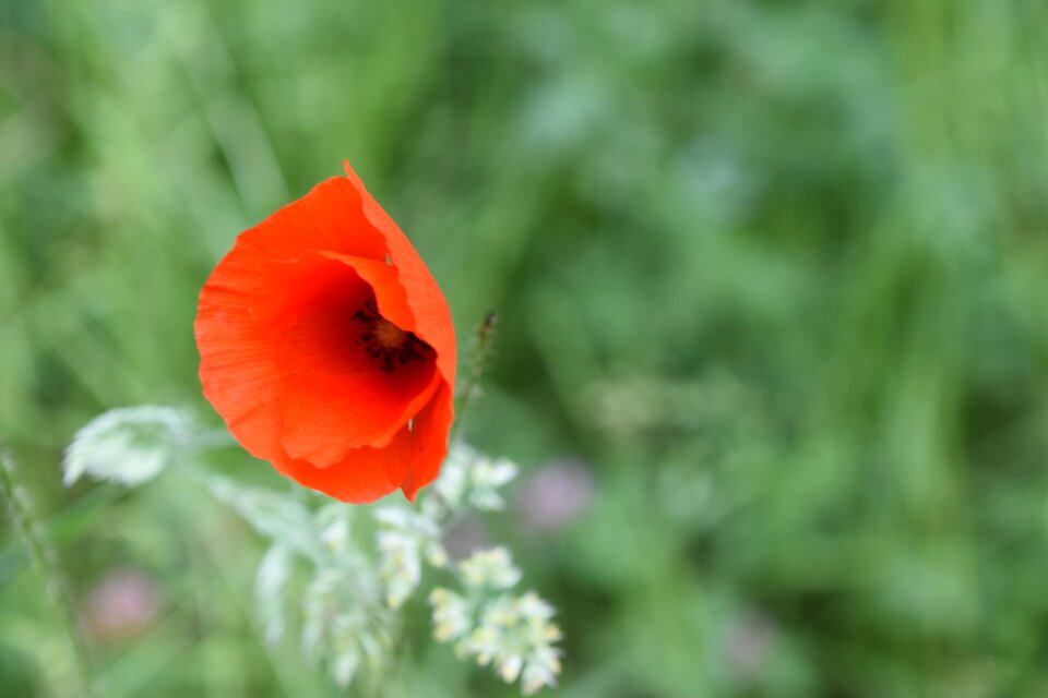 Wild nature red