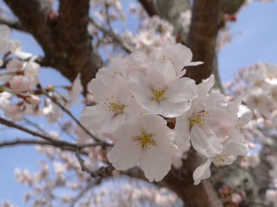 Japan flowering japanese cherry photo