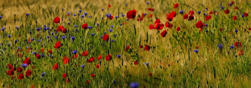Field flowers sun