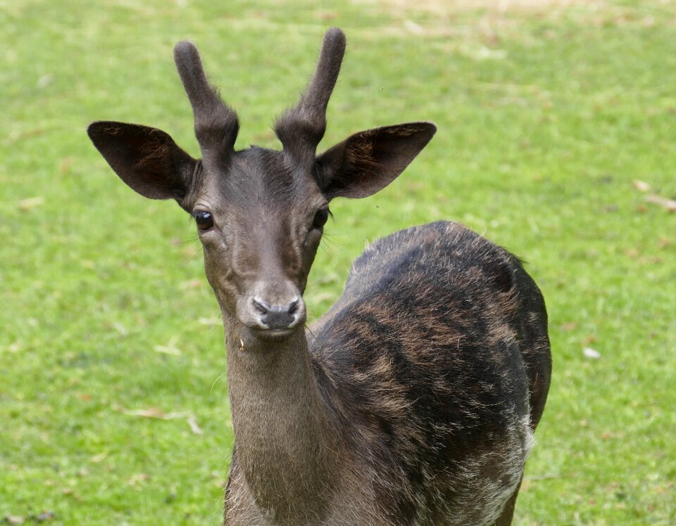 Nature mammal roe deer