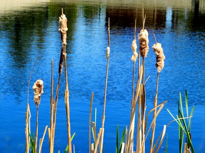 Nature pond wetland