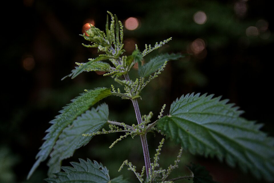 Stinging nettle nettles background