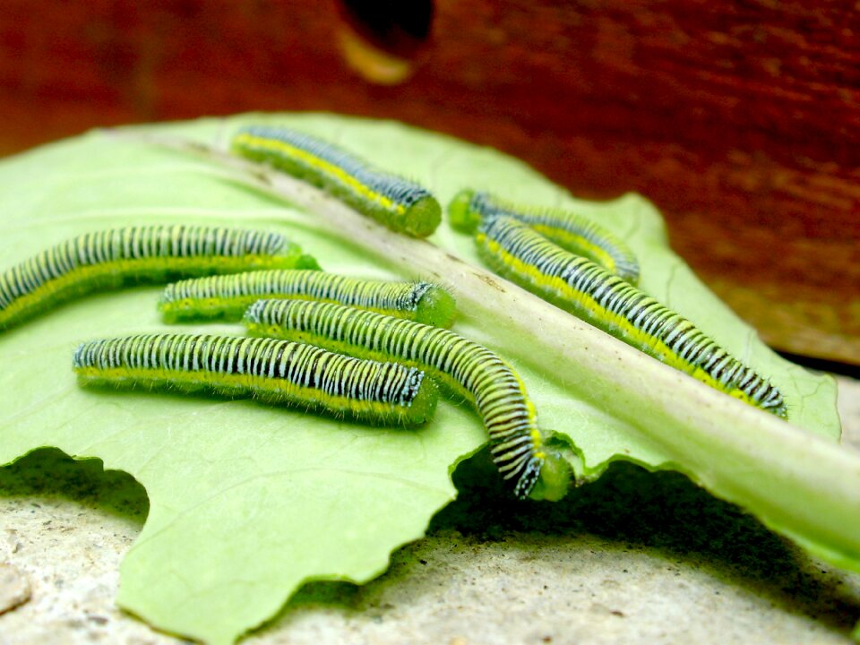 Insect caterpillar fauna