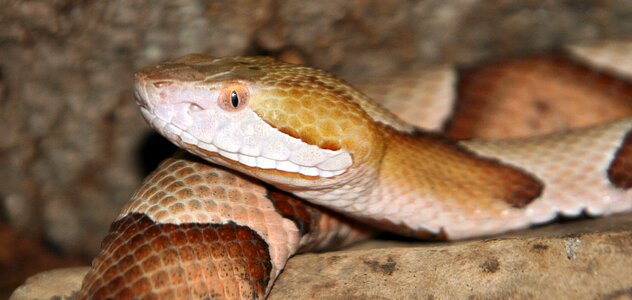 Wildlife brown snake