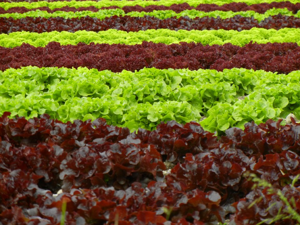 Agriculture green red