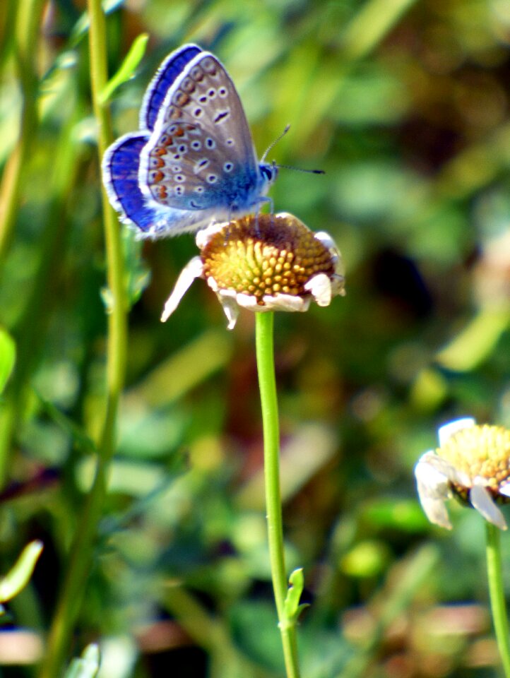 Nature prairie wings
