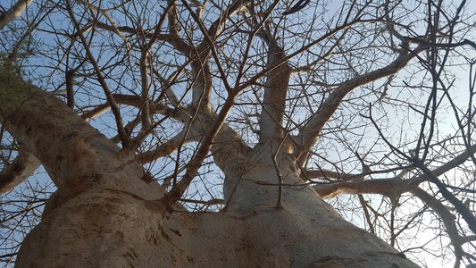 Africa outdoor wildlife