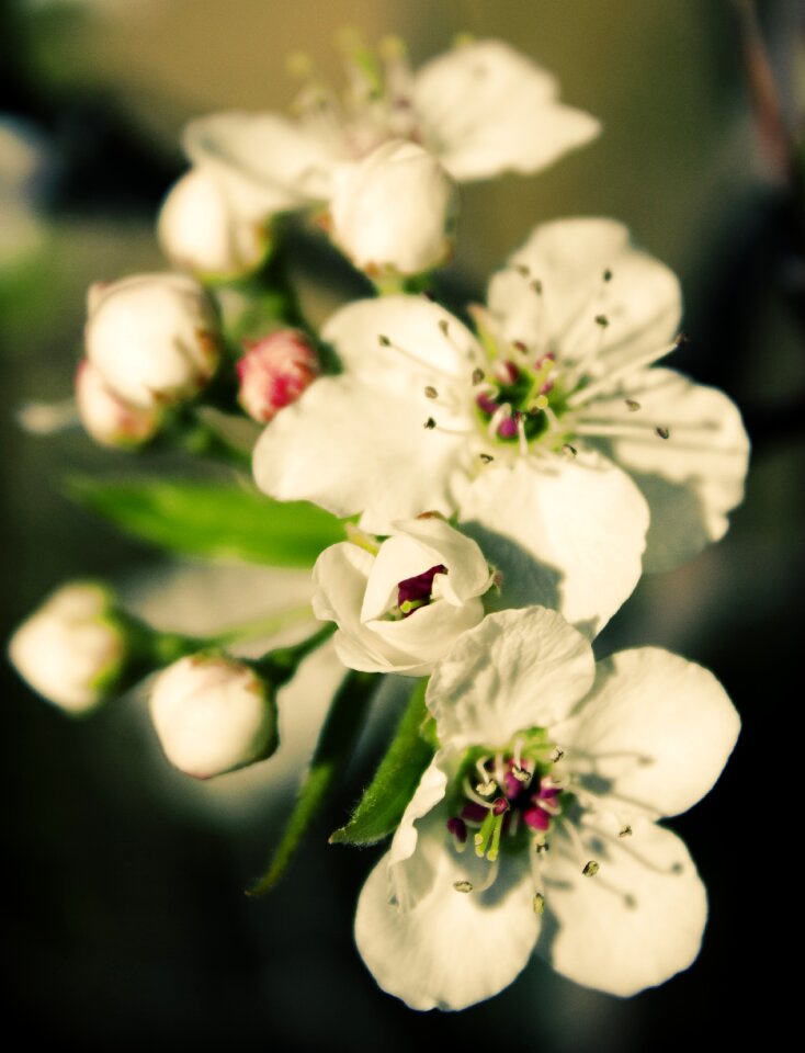 Blossom white romantic