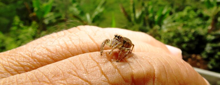 Macro insect arachnid