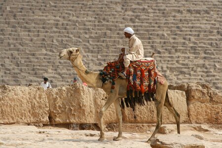 Desert ship camel egypt photo