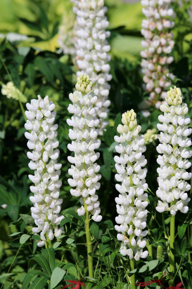 Summer outdoors white flowers