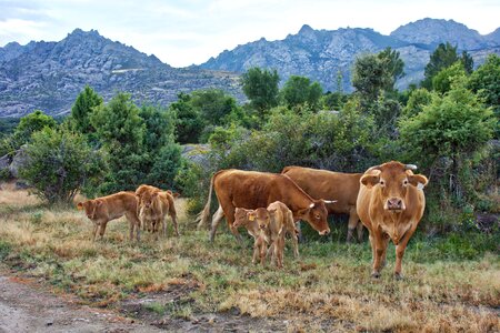 Livestock nature animal
